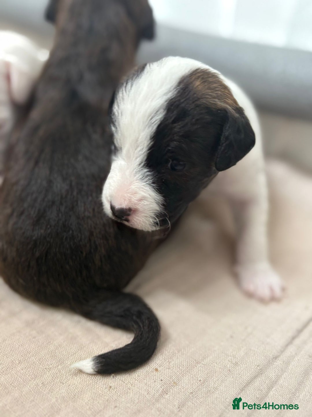 Mixed Breed dogs for sale: Jack Russel x Cockapoo Puppies - Image 30