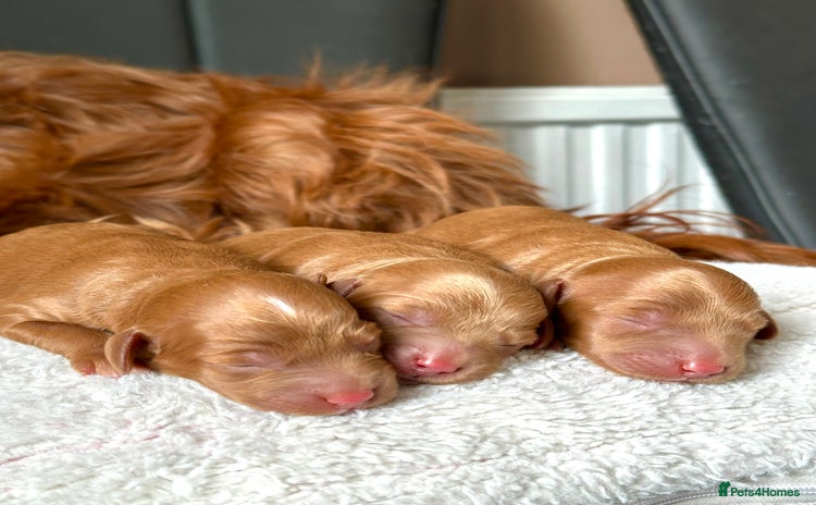Cockapoo dogs - Advert 4