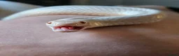 Corn Snake reptiles for sale: Male Adult Ghost Corn Snake 4 Years Old in Exeter - Advert 13