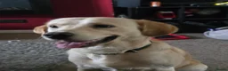 Mixed Breed dogs for sale: Chester is labrador retriever  in Newton Abbot - Advert 10