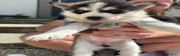 Pomsky dogs for sale: Beautiful F4 blue eyed pomsky puppies - Advert 15