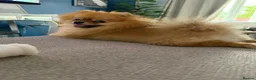 Pomeranian dogs for stud:  **  Pomeranian stud  - Advert 12