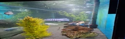 Cichlids fish for sale: Full Large Fish Tank Set Up - Advert 4