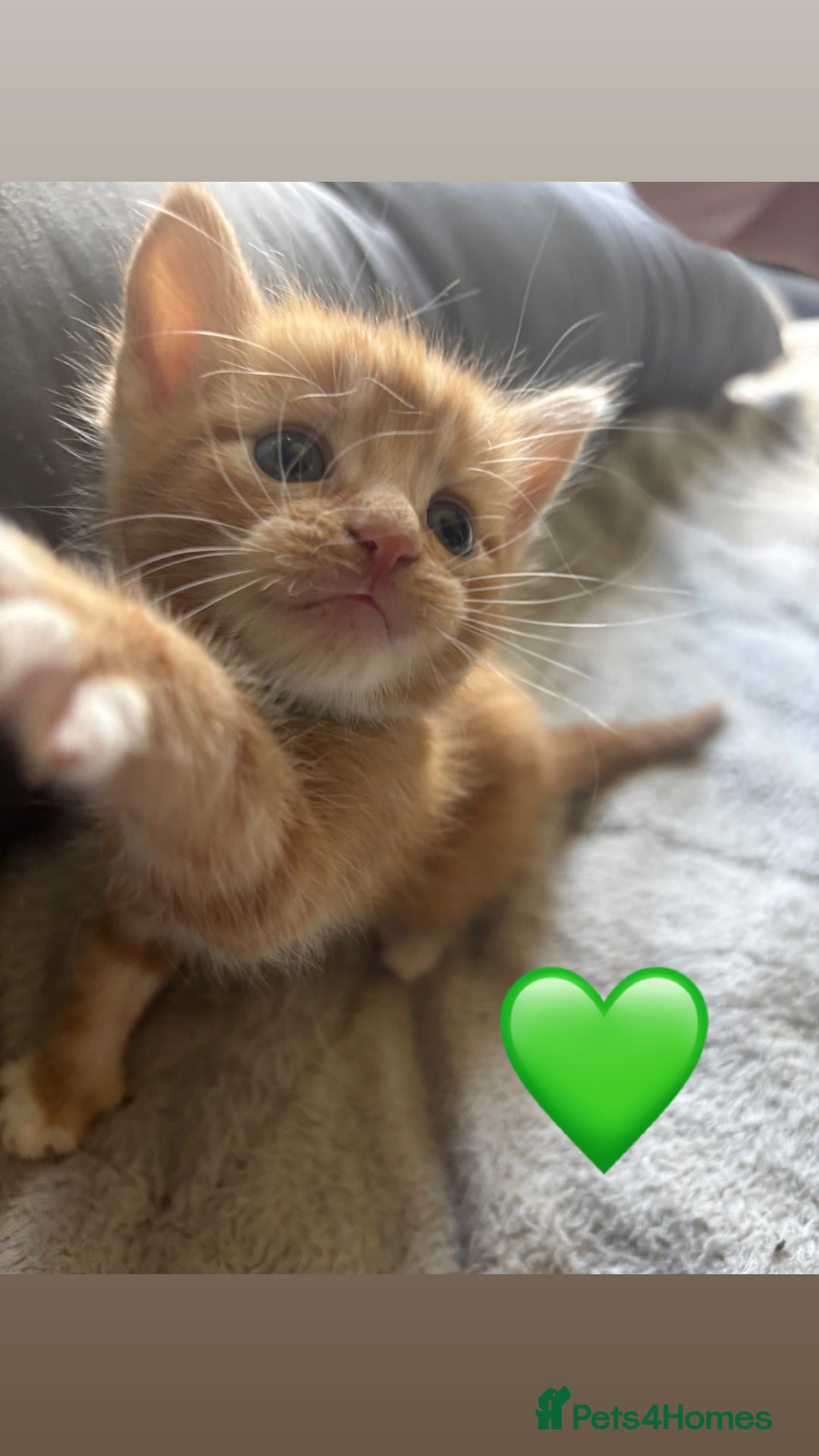 Mixed Breed cats for sale: Beautiful kittens for sale - Image 13