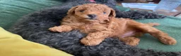 Poochon dogs for sale: Red Toy Poodle with an 1/8 Bichon in Liversedge - Advert 8