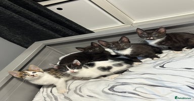 Bengal cats - Advert 5