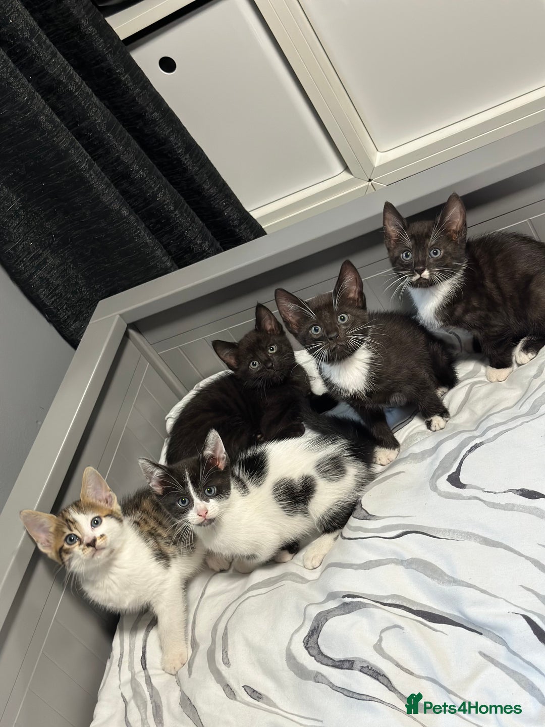 Bengal cats for sale: Gorgeous Bengal X Kittens!! - Image 4