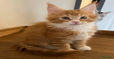 Maine Coon cats - Advert 16