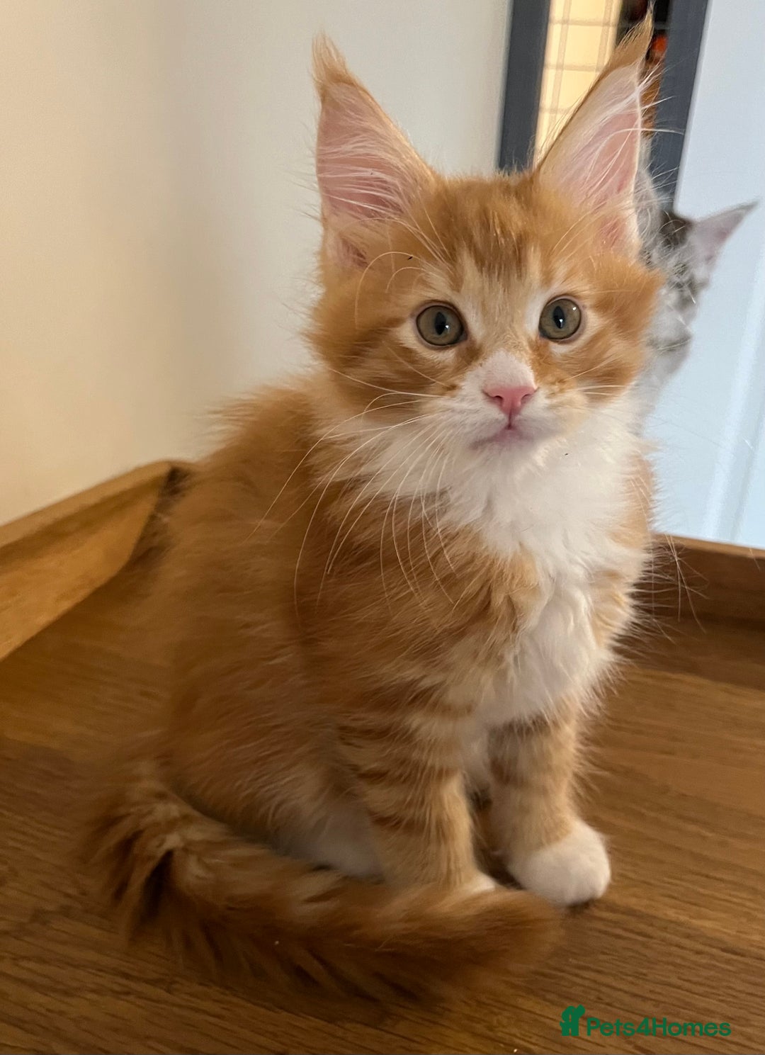 Maine Coon cats for sale: GCCF pedigree Maine Coon Kittens  - Image 3