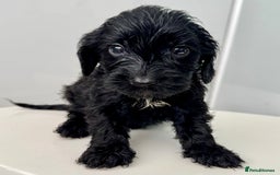Cockapoo dogs for sale: ONLY 3 RED/WHITE COCKAPOO PUPPIES LEFT - Image 8