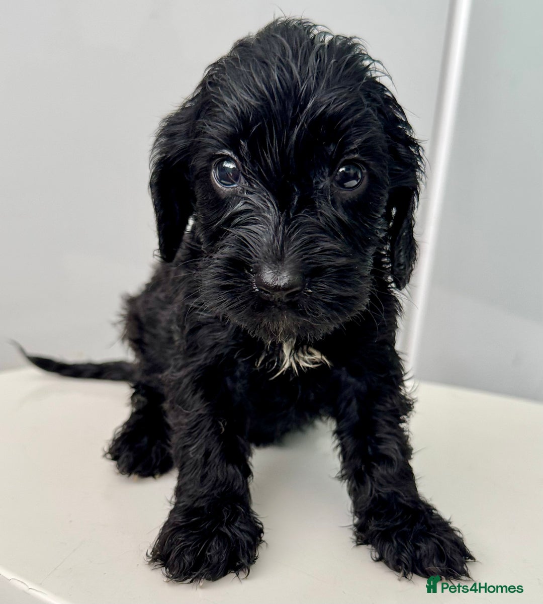 Cockapoo dogs for sale: ONLY 3 RED/WHITE COCKAPOO PUPPIES LEFT - Image 8