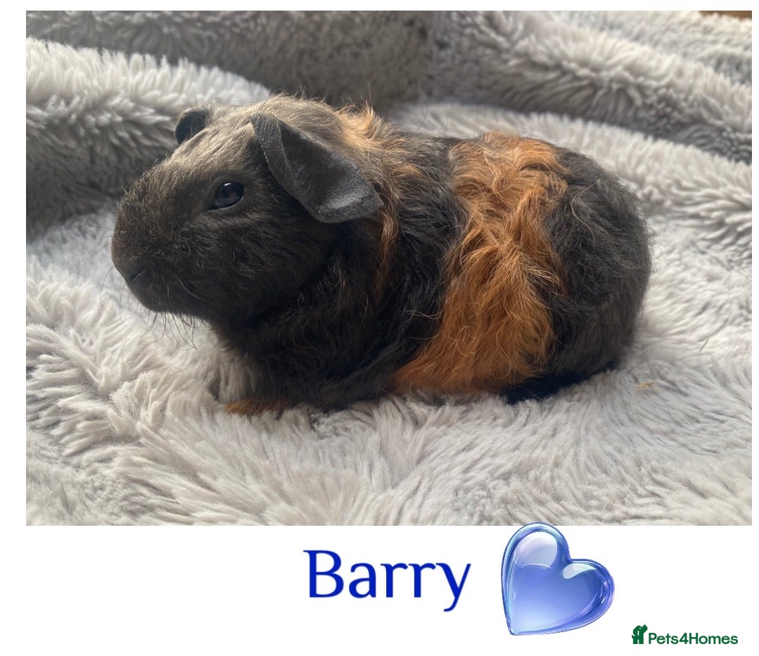 Guinea Pig rodents Pedigree blue & skinny carrying Guinea pigs  - Advert 12