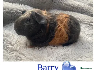 Guinea Pig rodents Pedigree blue & skinny carrying Guinea pigs - Advert 12