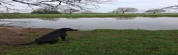 Labrador Retriever dogs for sale: Pedigree Labrador Retriever pups in Much Wenlock - Advert 10