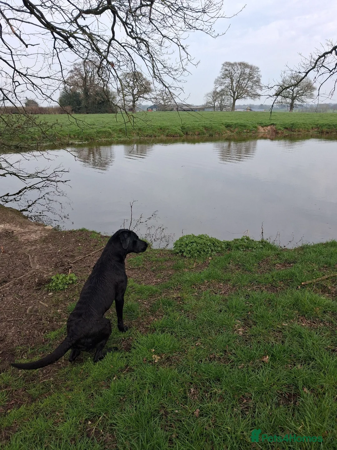 Labrador Retriever dogs for sale: Pedigree Labrador Retriever pups in Much Wenlock - Advert 10