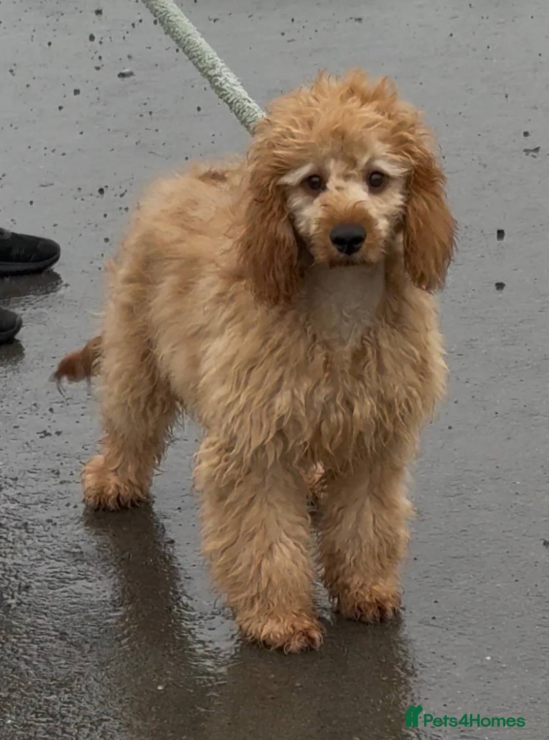 Cavapoo dogs for sale: Ted is amazing  gent of a boy  - Advert 3