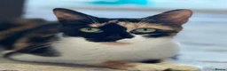 Mixed Breed cats for sale: 🐾❤️ PEARL & HER 3 BEAUTIFUL KITTENS ❤️ in Epsom - Advert 4