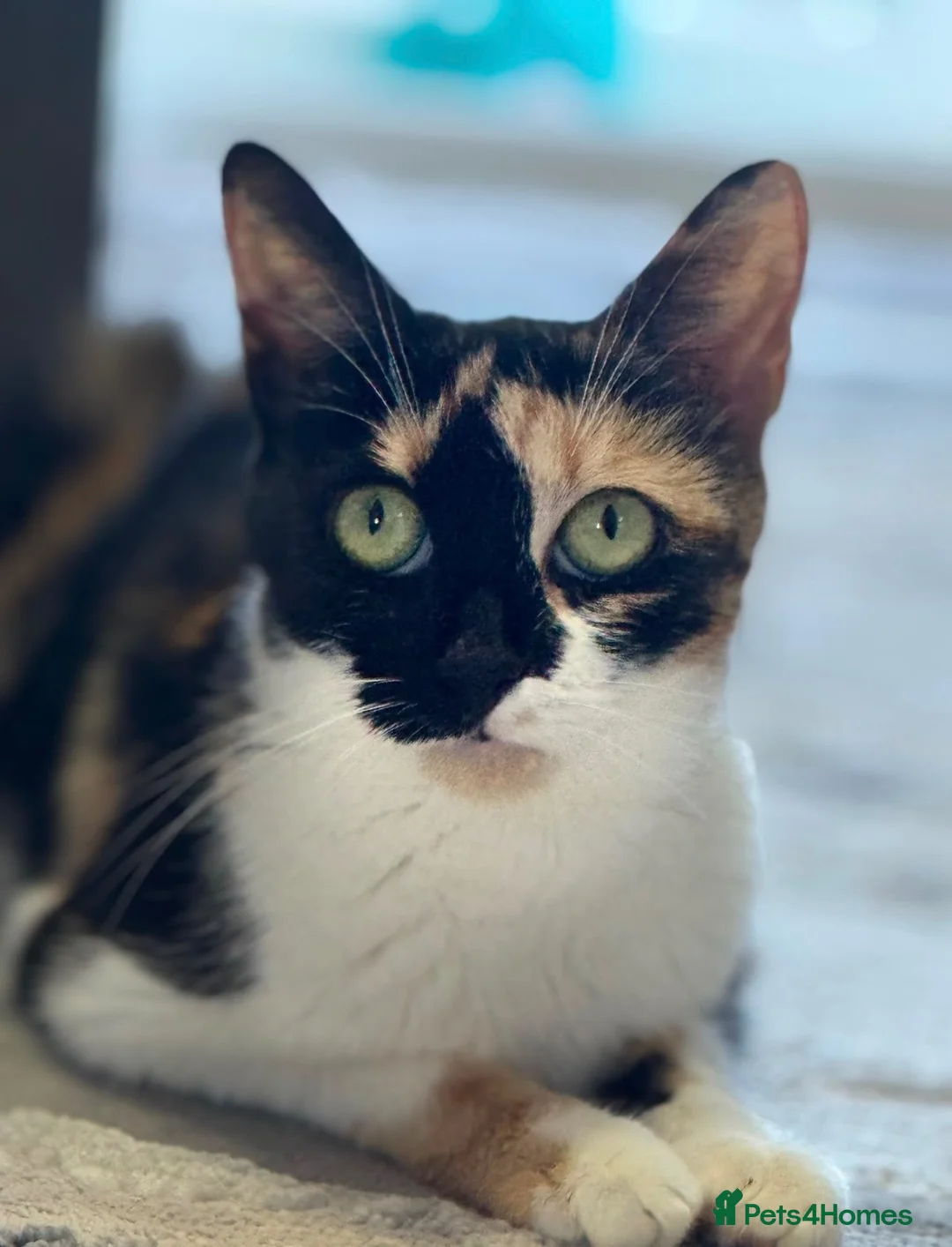 Mixed Breed cats for sale: 🐾❤️ PEARL & HER 3 BEAUTIFUL KITTENS ❤️ in Epsom - Advert 4