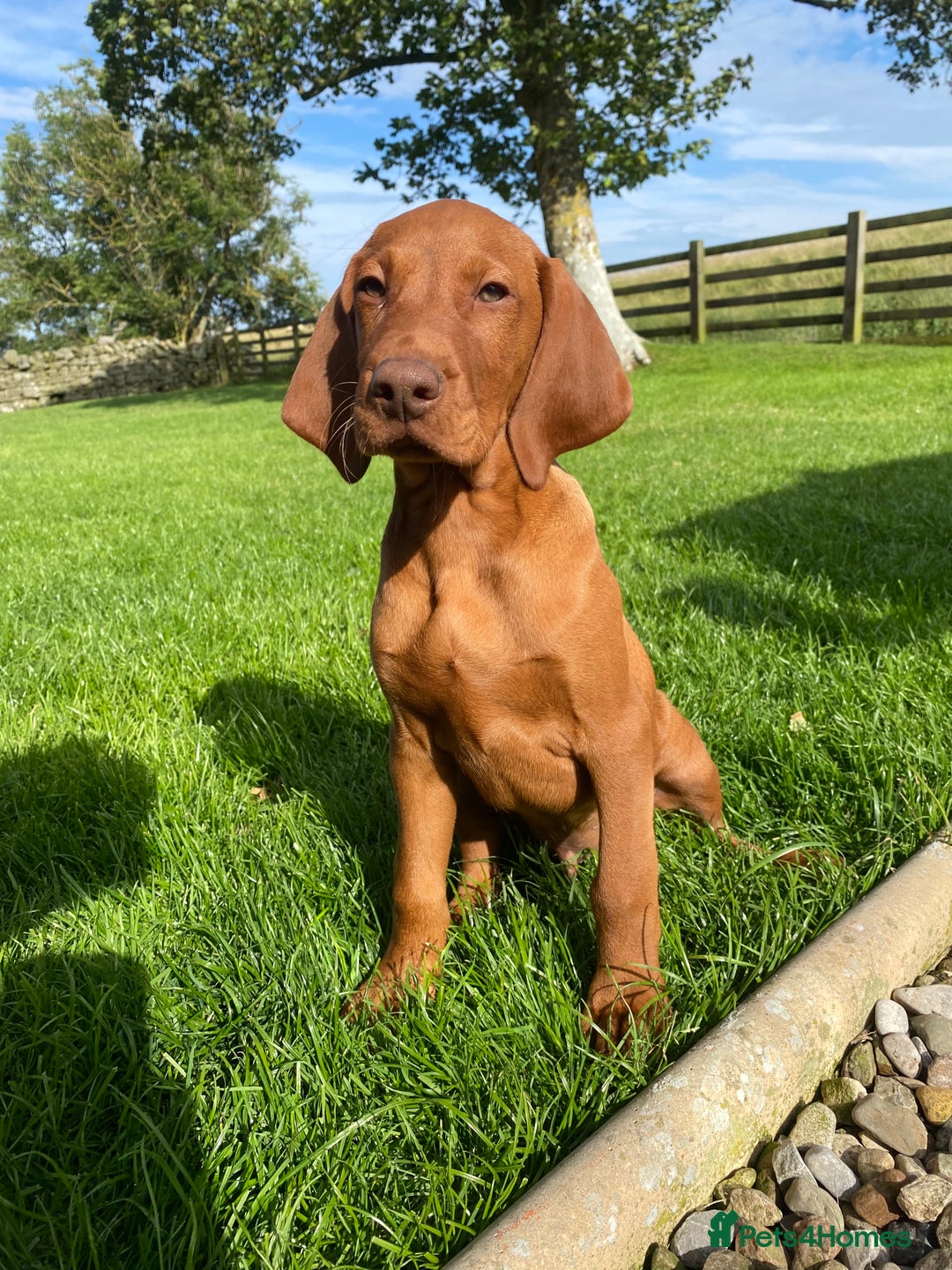 Hungarian Vizsla dogs for sale: *Bruno* Top class bred male Vizsla pup in Barnard Castle - Image 3