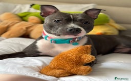 Staffordshire Bull Terrier dogs for sale: 🐶 KC Reg Staffordshire Bull Terrier Puppies 🐶 - Image 12