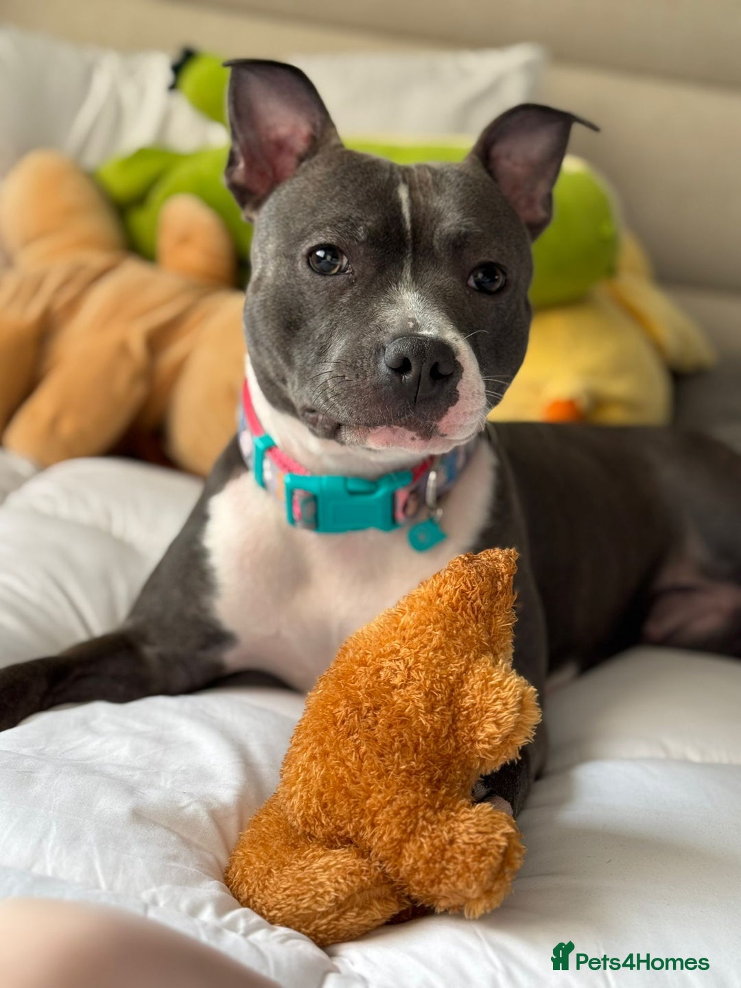 Staffordshire Bull Terrier dogs for sale: 🐶 KC Reg Staffordshire Bull Terrier Puppies 🐶 - Image 12