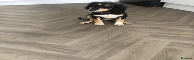 Saluki Puppy 7
