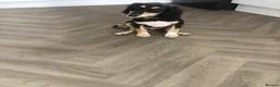 Saluki dogs for sale: Beautiful Saluki puppies Now Available - Advert 18