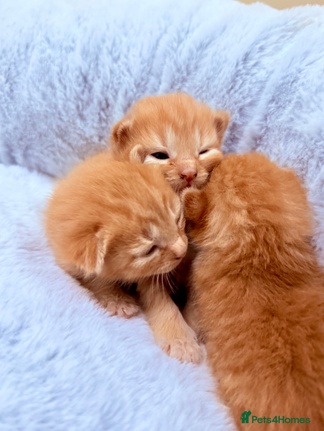 British Shorthair cats for sale: STUNNING 🤩 British Shorthair Queen 👑 litter  - Image 11