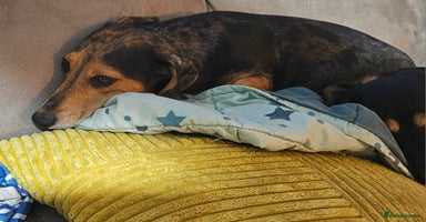 Miniature Dachshund dogs - Advert 6