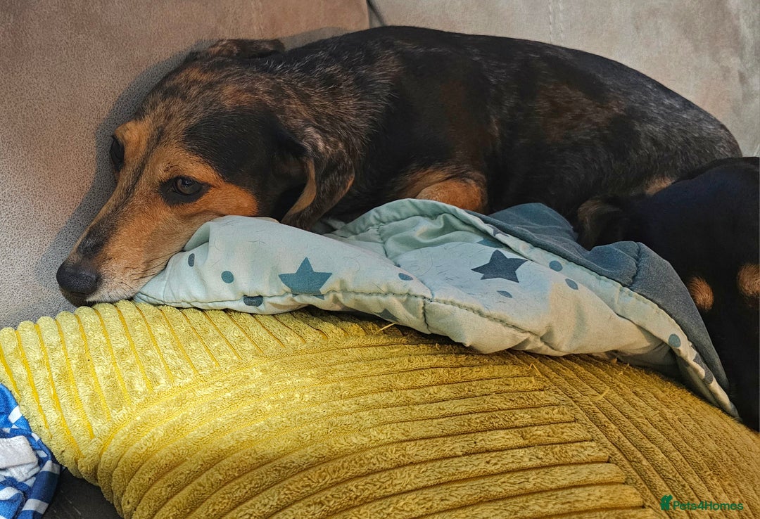 Miniature Dachshund dogs for sale: Ready boy or girl Black and tan smooth Dachshund's - Image 3