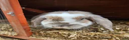 Mini Lop rabbits for sale: Mini Lop girl - Advert 5
