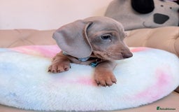Miniature Dachshund dogs for sale: Miniature Dachshund 5 Star ⭐ Licensed Breeder - Image 1