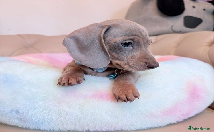 Miniature Dachshund dogs - Advert 2