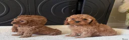 Cavapoo dogs for sale: DNA tested Dark red F1 cavapoo pups  - Advert 23