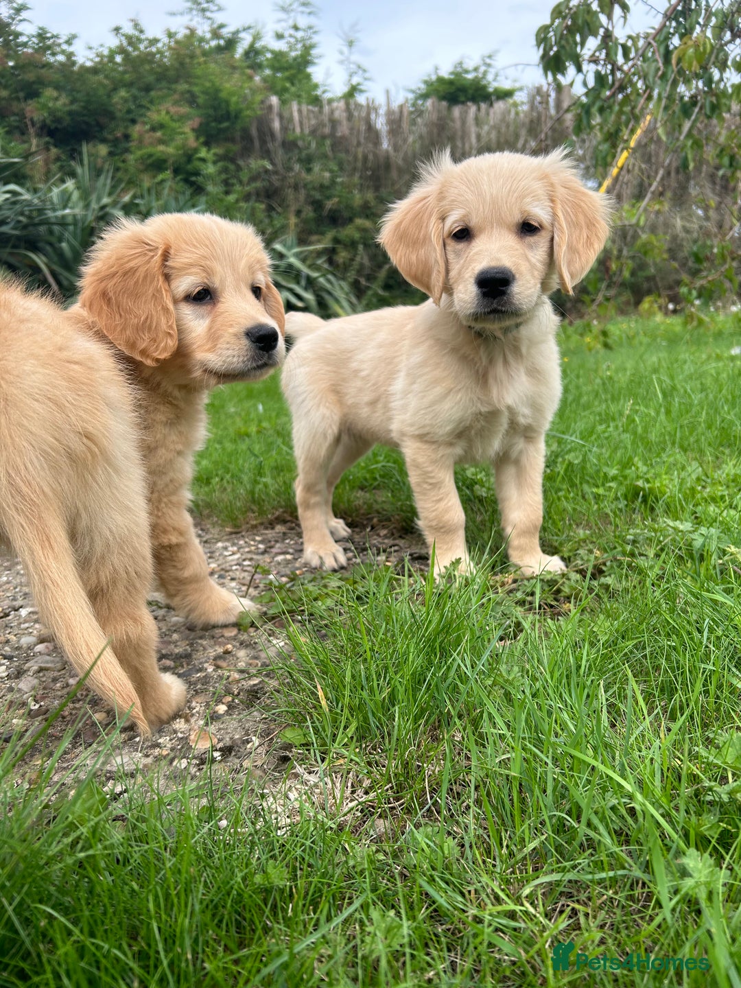 Golden Retriever dogs for sale: Kc registered Golden Retriever puppies available  - Image 22