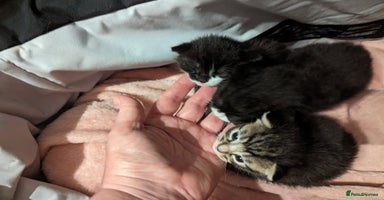 Mixed Breed cats - Advert 3