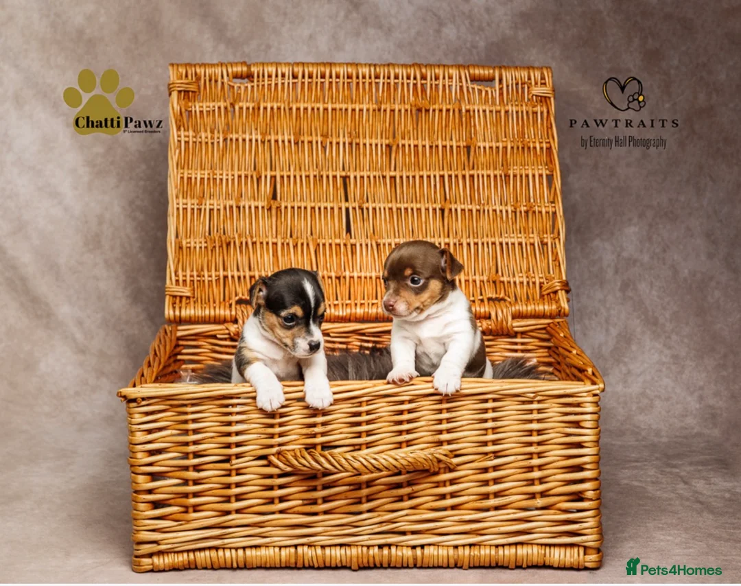 Jack Russell dogs for sale: Small Jack Russell pup available  - Advert 1