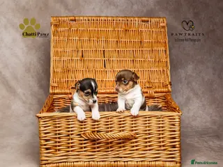 Jack Russell dogs Small Jack Russell pup available - Advert 3