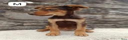 Mixed Breed dogs for sale: Huntaway X kelpie pups  - Advert 8