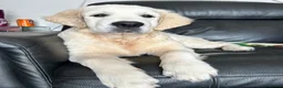 Golden Retriever dogs for sale: Kc golden retriever  - Advert 5