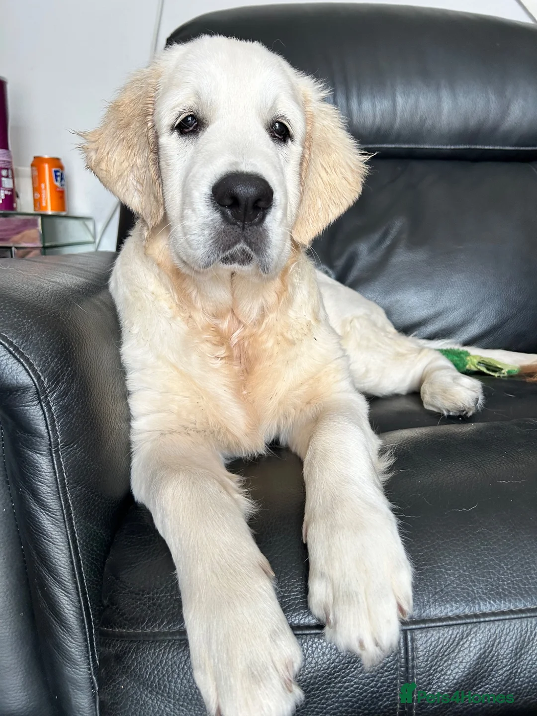 Golden Retriever dogs for sale: Kc golden retriever  - Advert 5