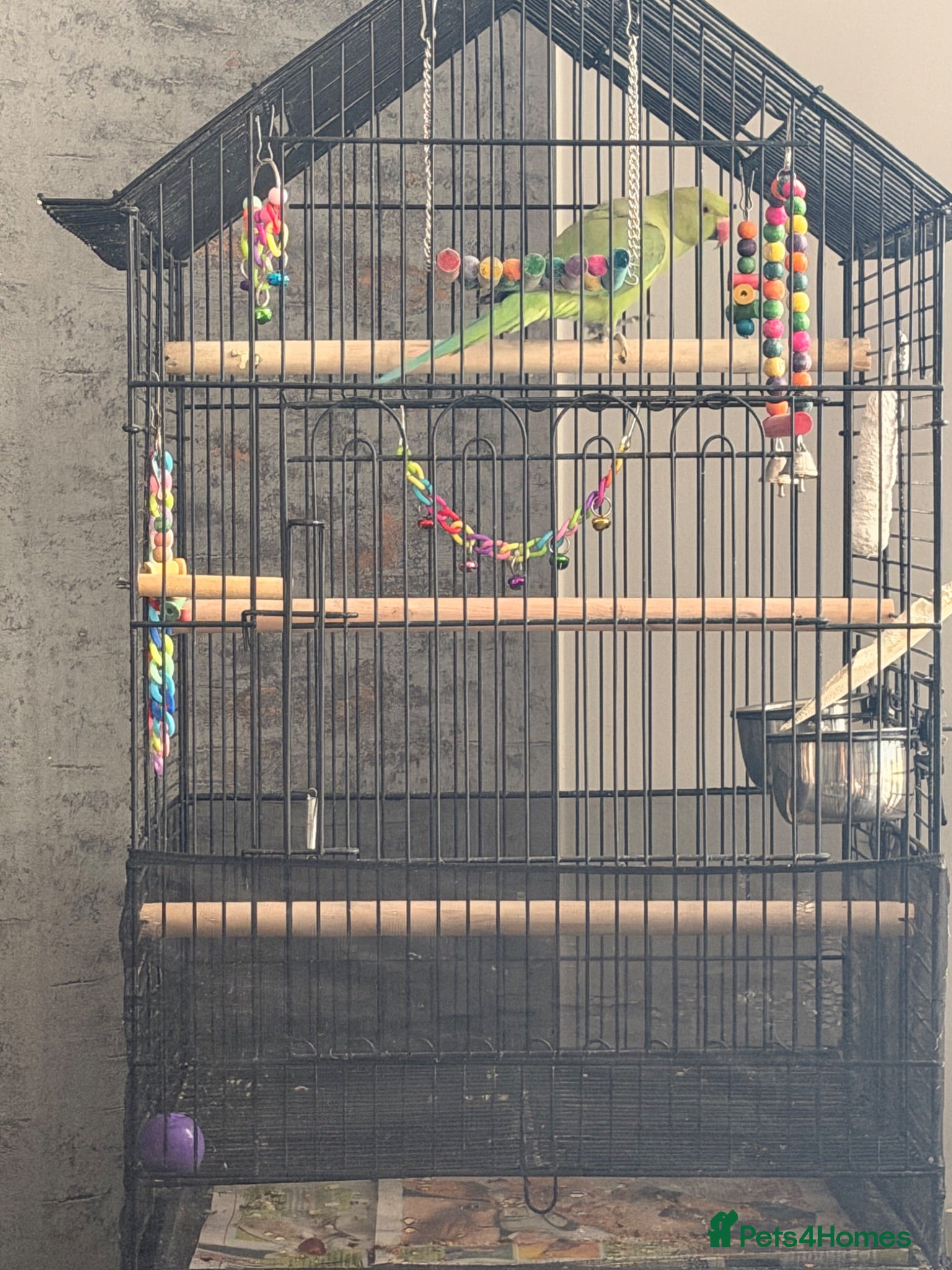 Ringnecks birds Green Female indian ringeck for sale - Advert 8