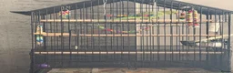 Ringnecks birds for sale: Green Female indian ringeck for sale - Advert 1