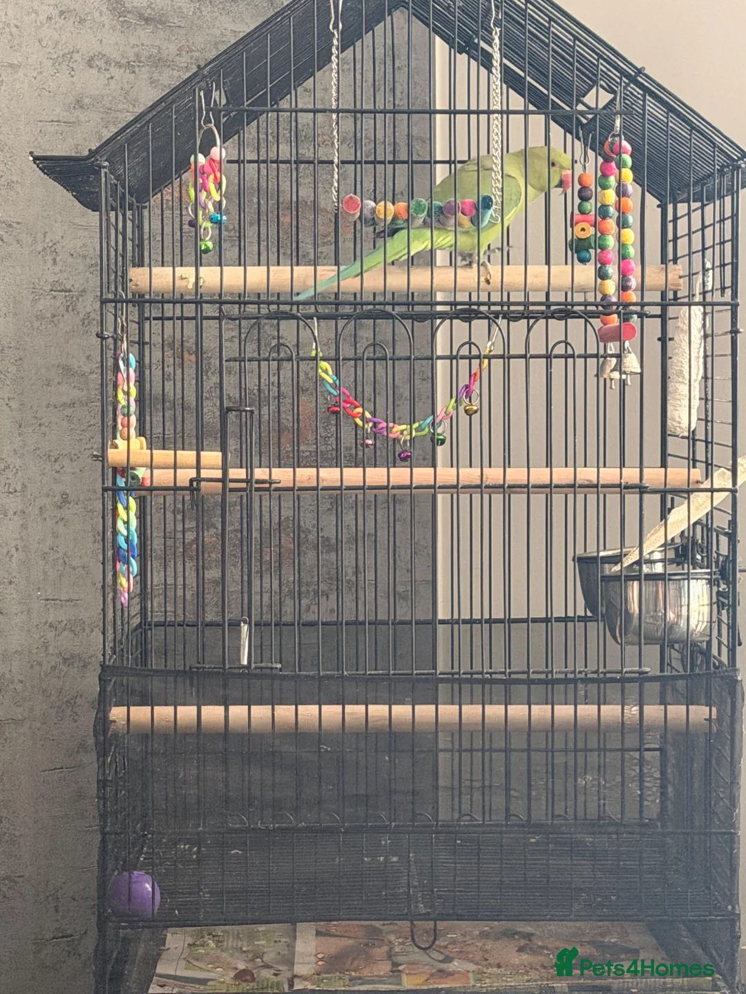 Ringnecks birds for sale: Green Female indian ringeck for sale - Advert 1