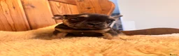 French Bulldog dogs for sale: 1 Female pedigree French bulldog puppy  - Advert 10