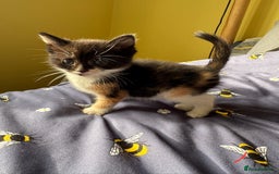 European cats for sale: 💖 Purr-fect Kittens Ready to Melt Your Heart! 😻 - Image 4