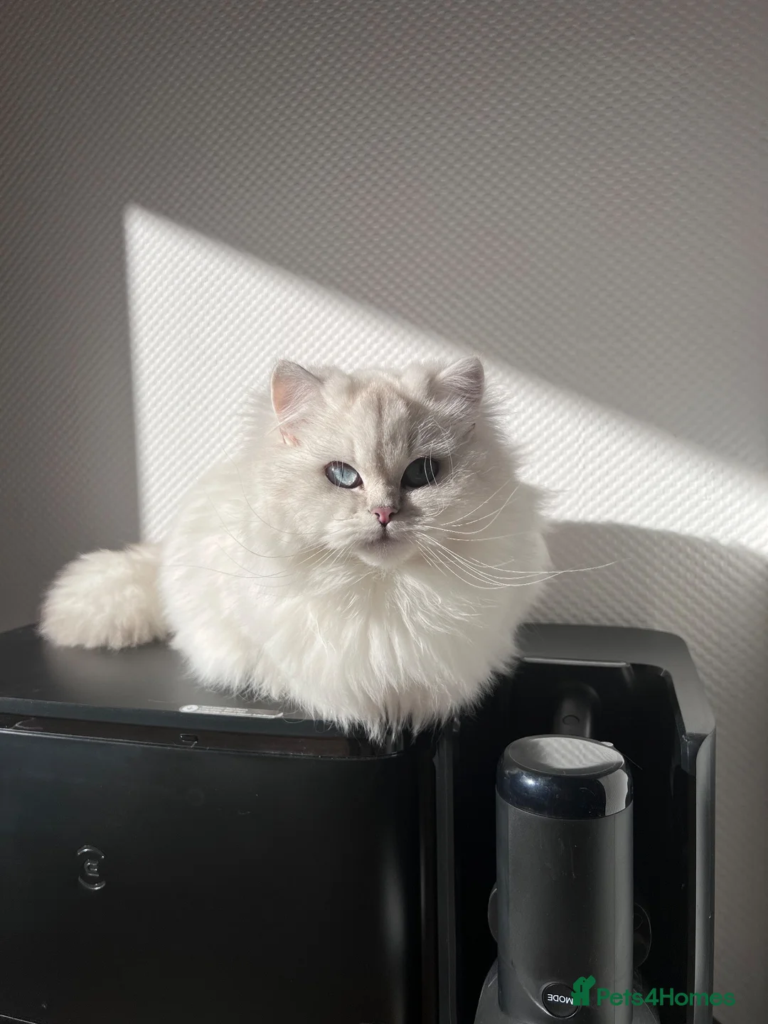 British Shorthair cats for sale: 🐾 TICA B.S.H Boy 🐾 - Advert 8