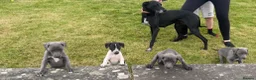 Mixed Breed dogs for sale: German pointer-lurcher cross  whippet pups  - Advert 4