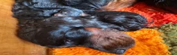 Gordon Setter dogs for sale: Two gorgeous Gordon Setter Bitches   - Advert 4