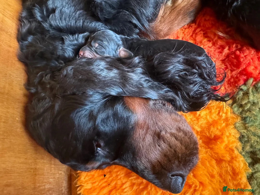 Gordon Setter dogs for sale: Two gorgeous Gordon Setter Bitches   - Advert 4